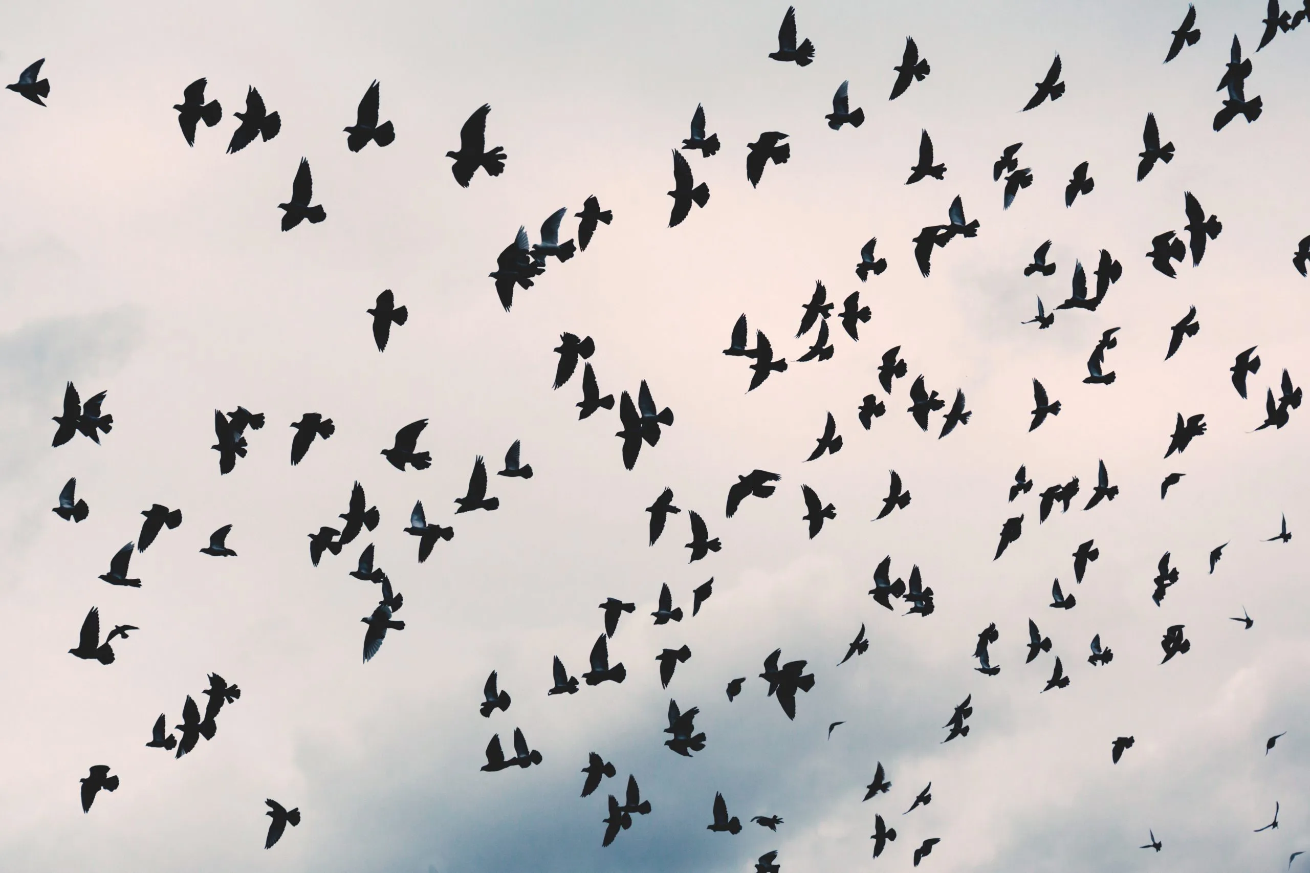 The Parable of The Crows and The Power Of Collaborations